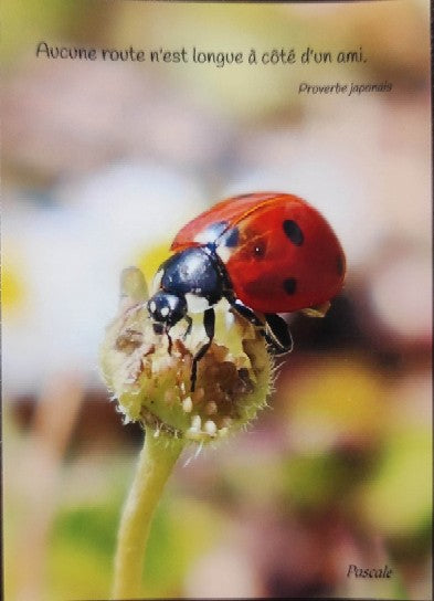 Carte postale "coccinelle"